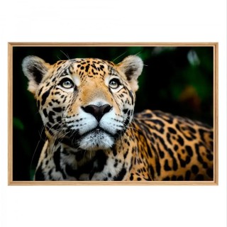 Tableau mural mat encadré léopard 65x97 cm